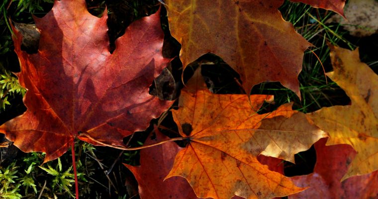 Szeptember hangulata – átmenet a nyárból az őszbe